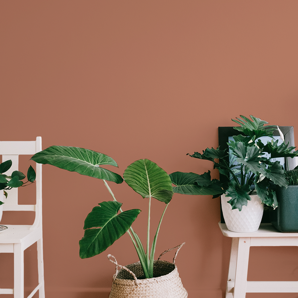 Peinture terracotta douce - Fini mat (Baked) – COAT Paints