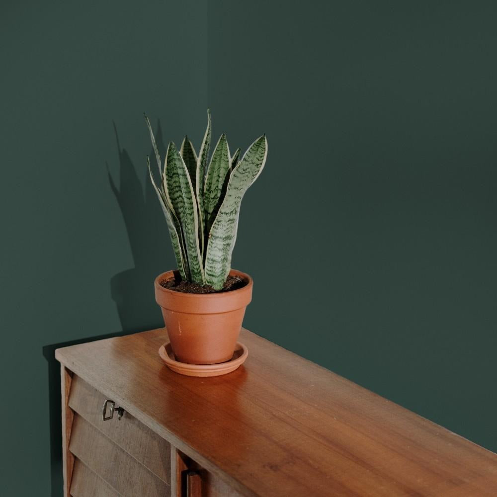 COAT Ditch The Tie Very Dark Green Emulsion Paint