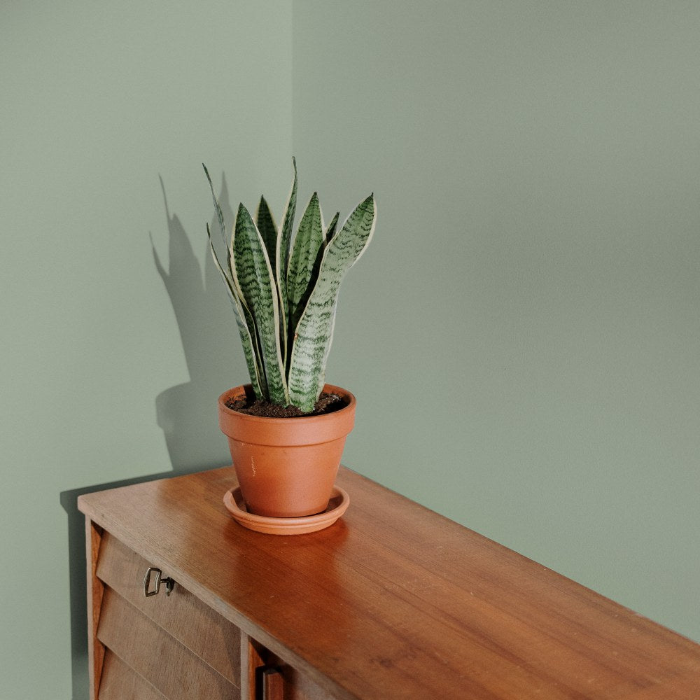 COAT Home Grown Medium Grubby Green Emulsion Paint