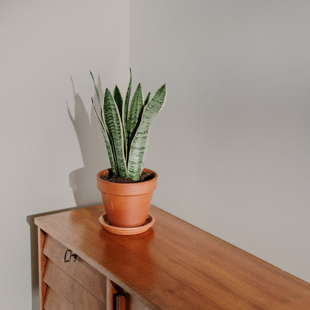 COAT Good Intentions Pale Taupe Emulsion Paint