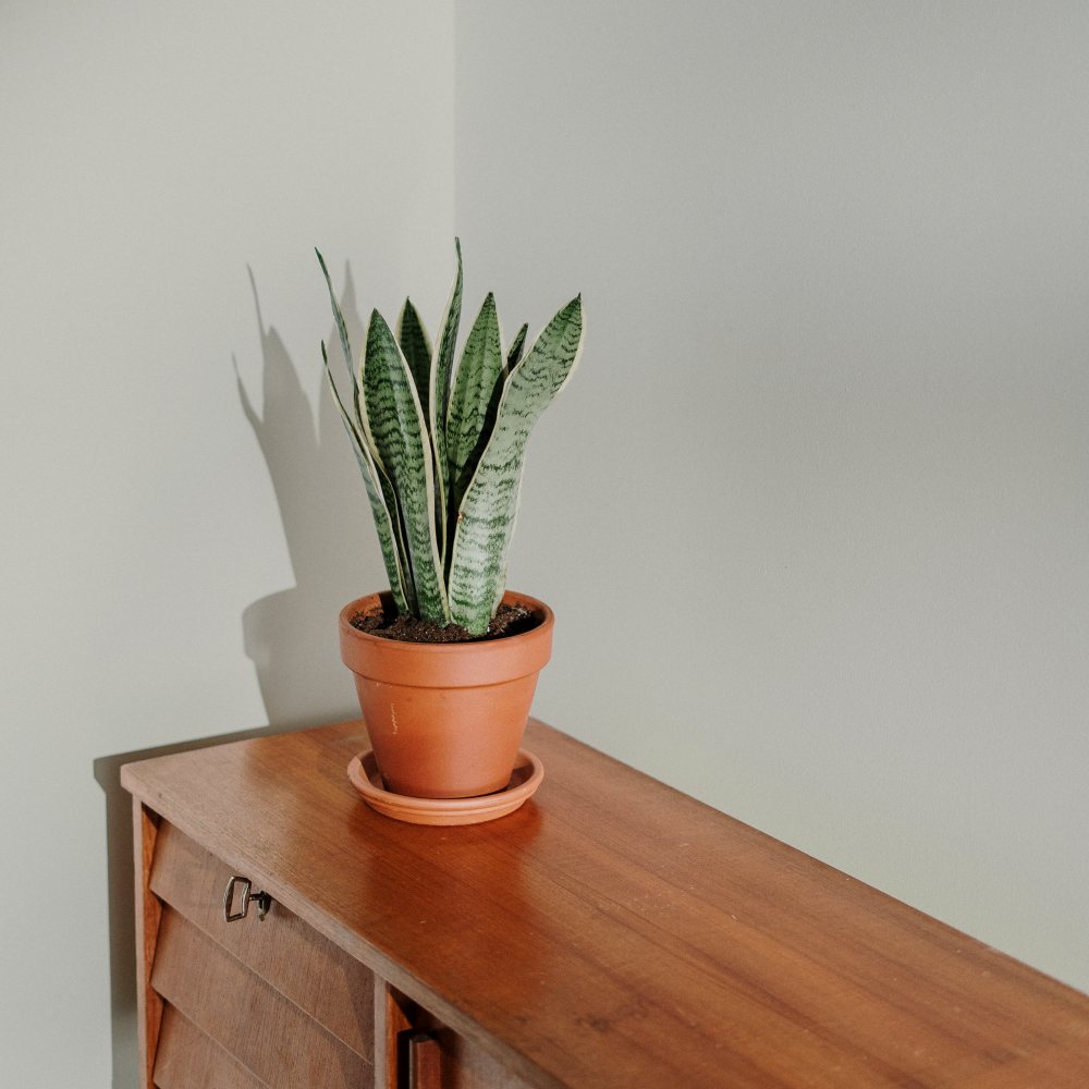 COAT Kind Regards Green Greige Emulsion Paint