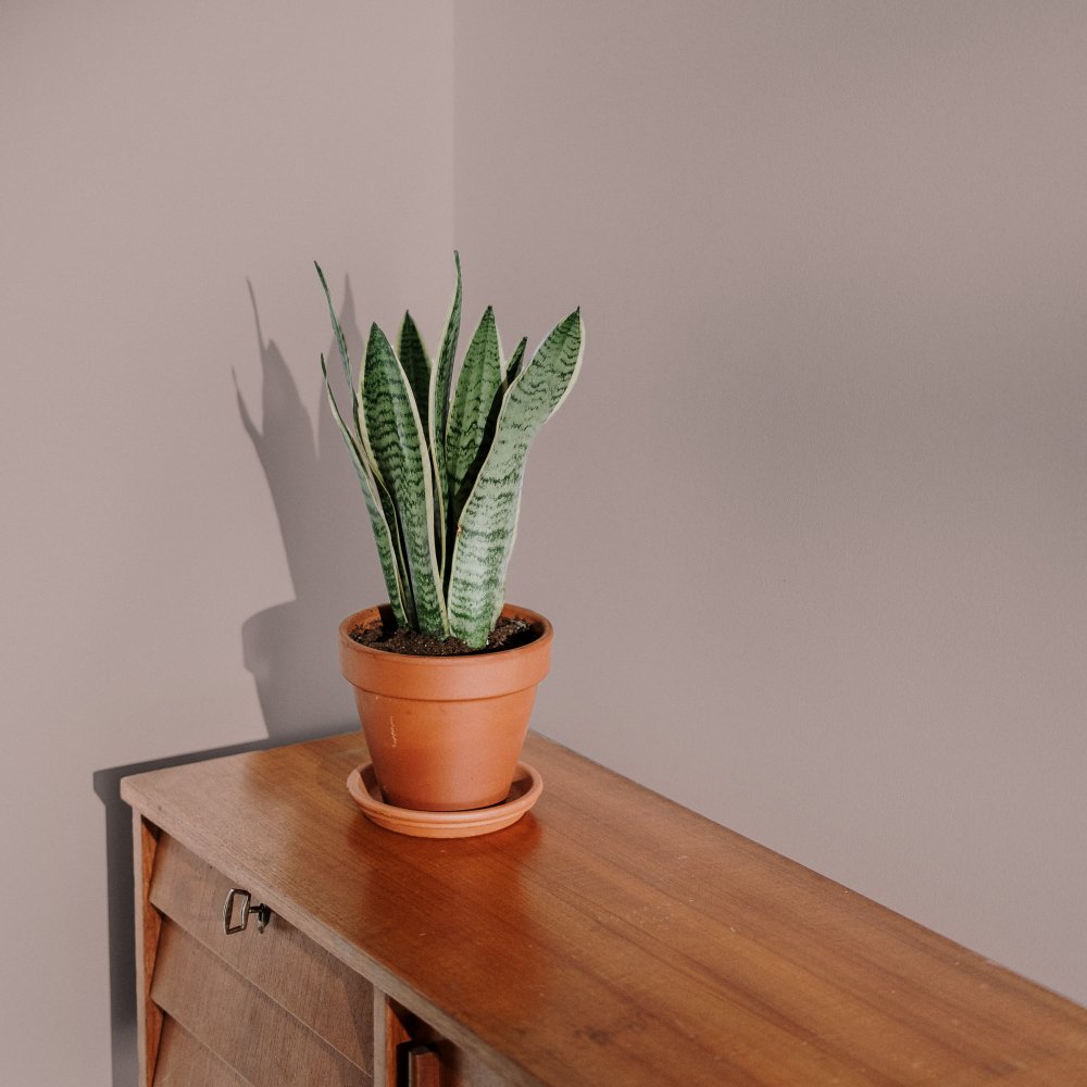 COAT Ciao, Sofia Grubby Pink Emulsion Paint