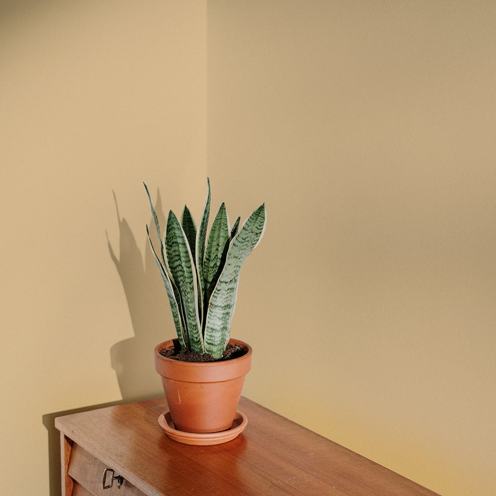 Buy Bright Pale Yellow Paint - Flat Matt (Arctic Roll) | COAT 