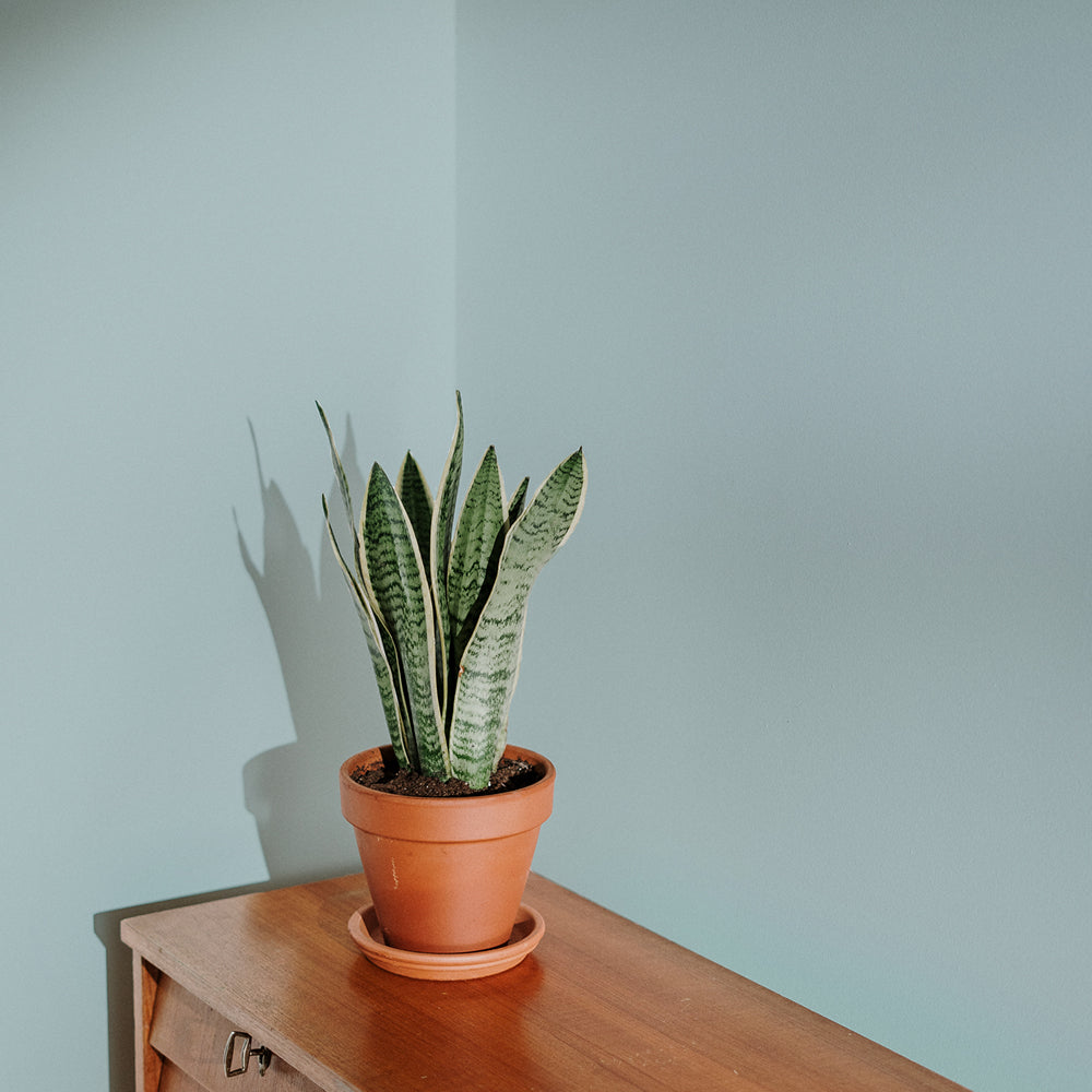 Buy Duck Egg Blue Paint - Flat Matt (Free Range) | COAT 