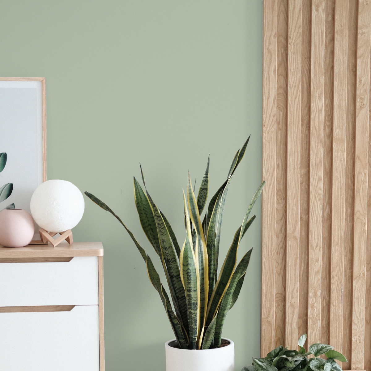 COAT Home Grown Medium Grubby Green Emulsion Paint