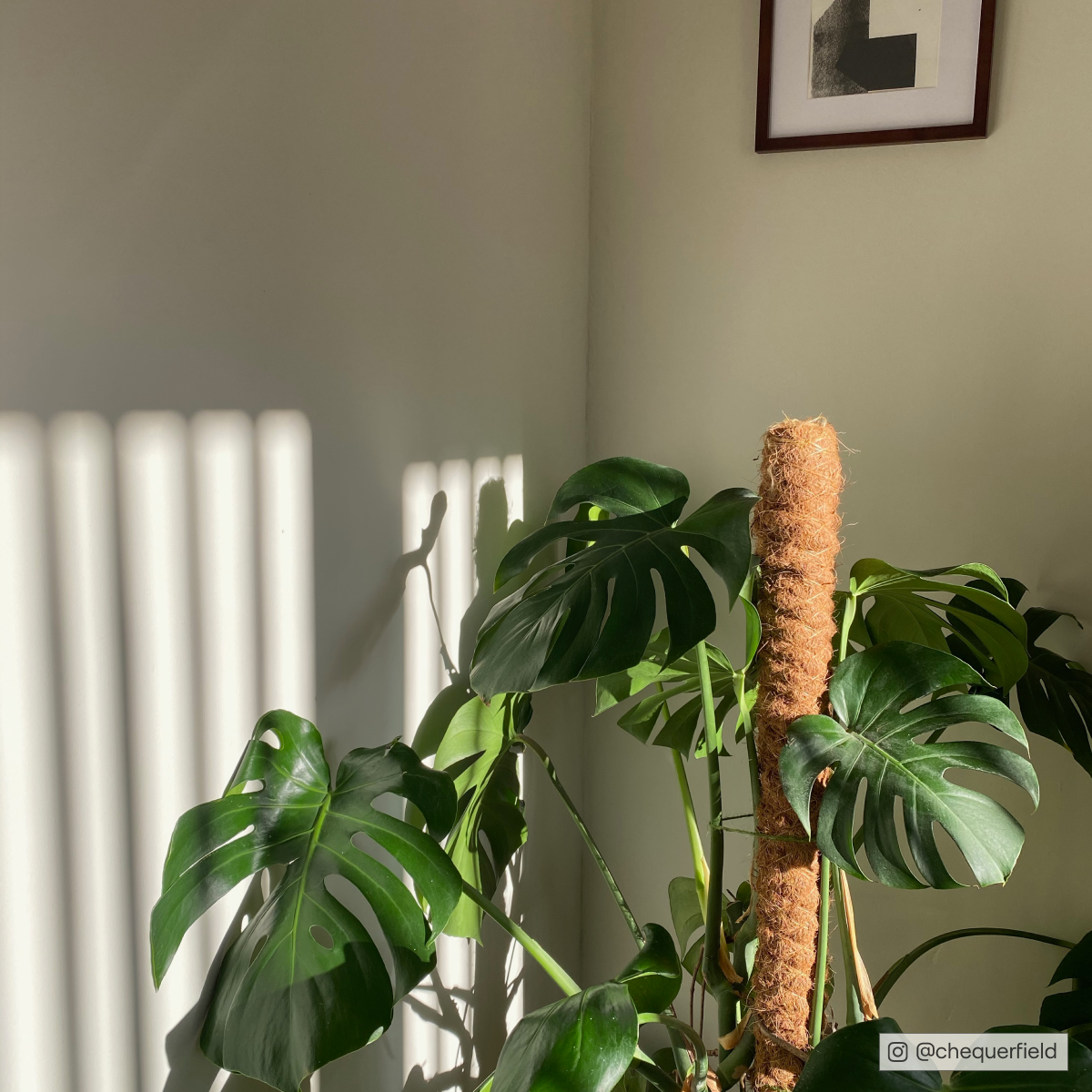 COAT Kind Regards Green Greige Emulsion Paint 