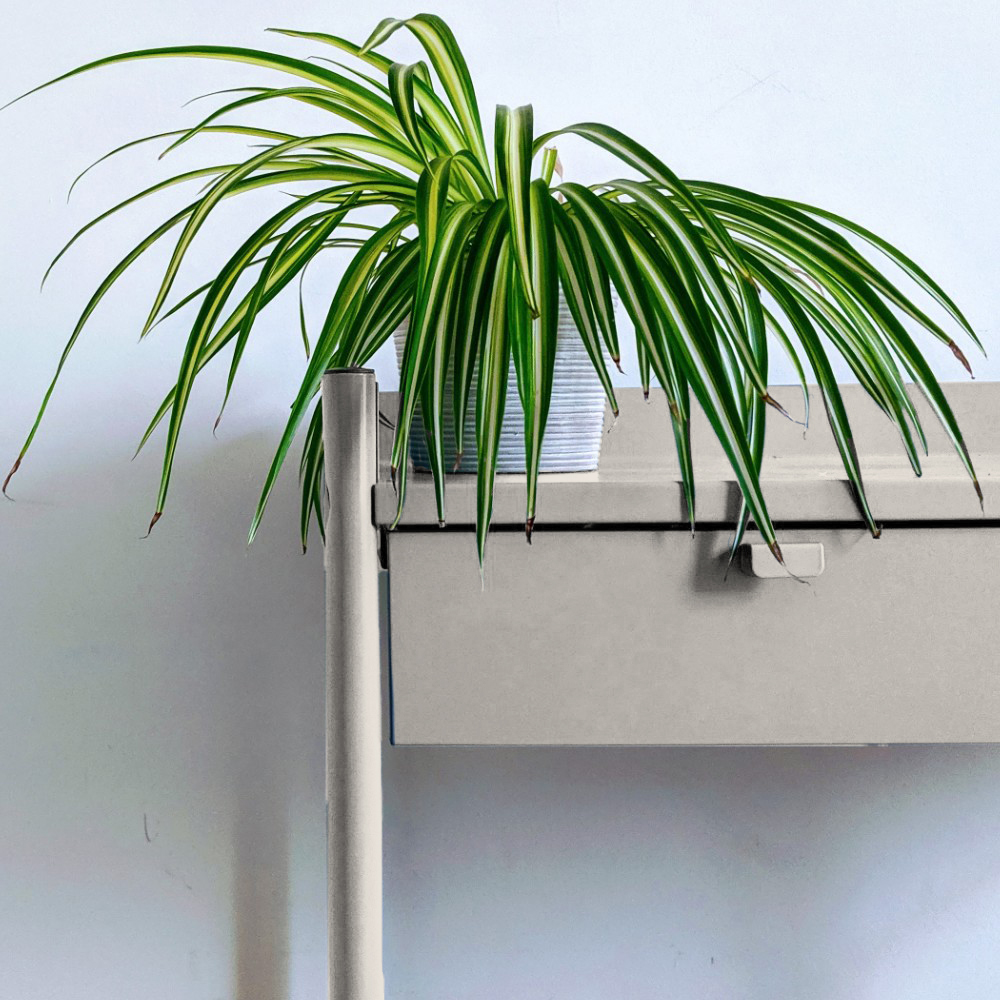 COAT Mindful Greige Off-White Emulsion Paint