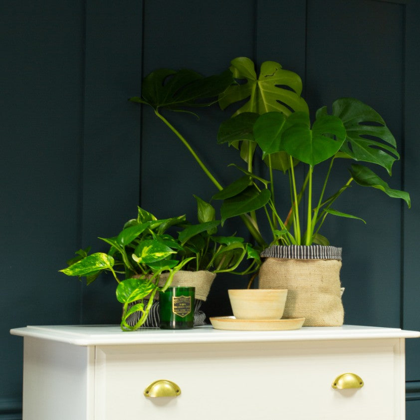 COAT The Drink Dark Blue-Green Emulsion Paint 