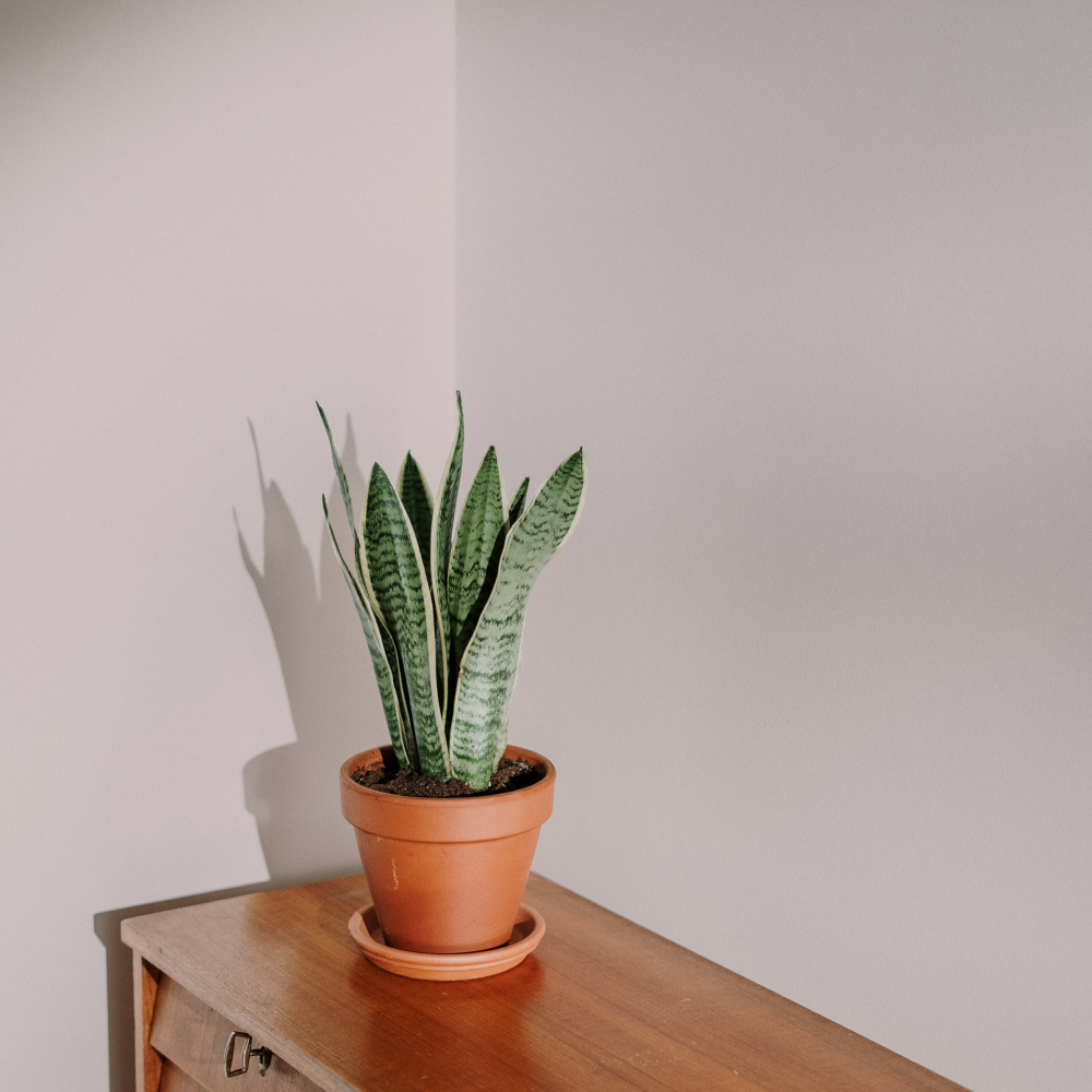 COAT Granny Chic Grubby Pale Pink Emulsion Paint