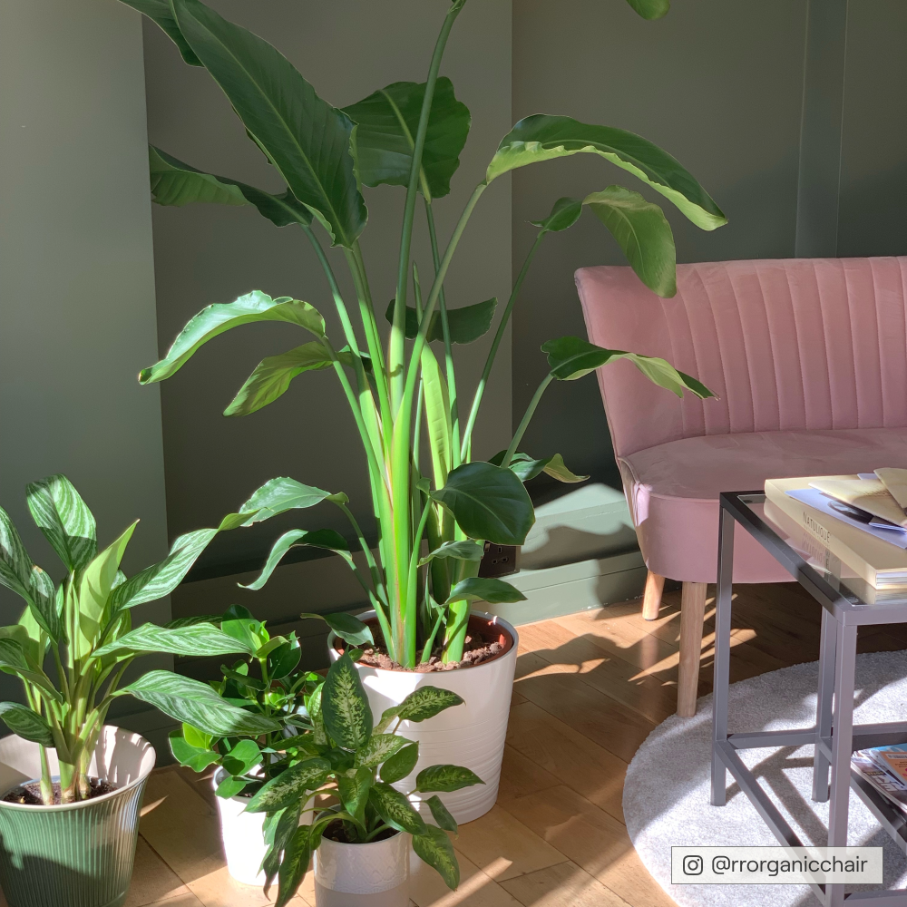 COAT Nomad Dark Olive Emulsion Paint